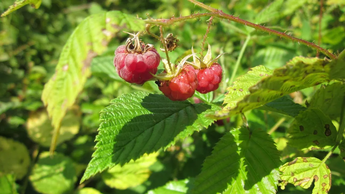 Framboises rouges mûres et fruits encore verts sur la même branche, entre les feuilles dentées