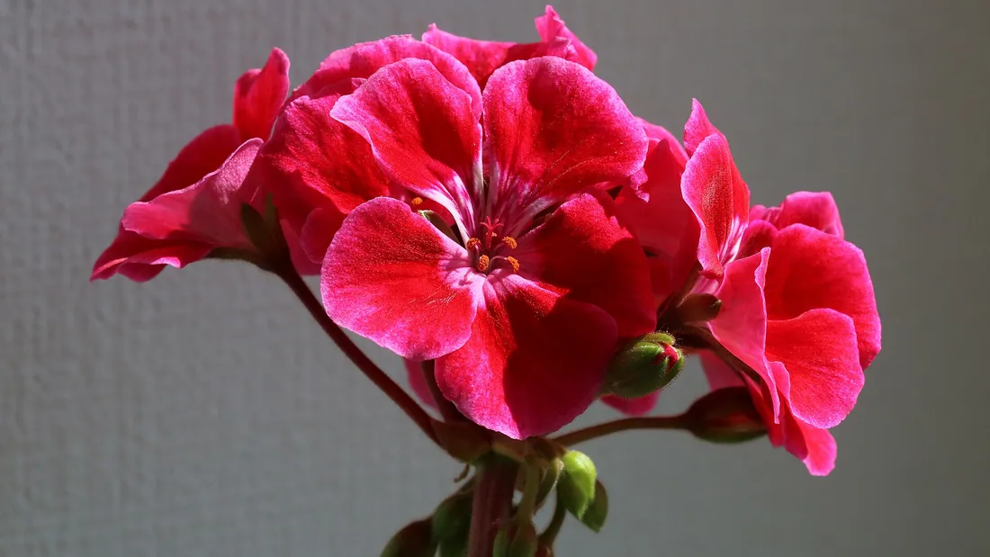 Ombelle de géranium aux fleurs rouge vif largement ouvertes, au-dessus de feuilles rondes zonées
