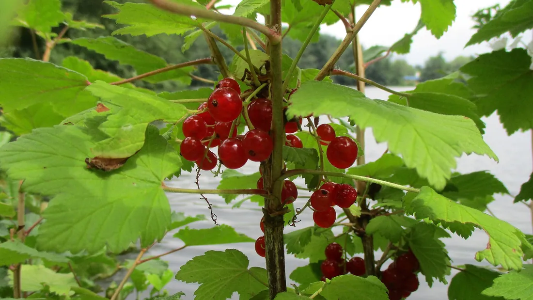 Trauben durchscheinender roter Johannisbeeren an den Zweigen unter den gelappten Blättern
