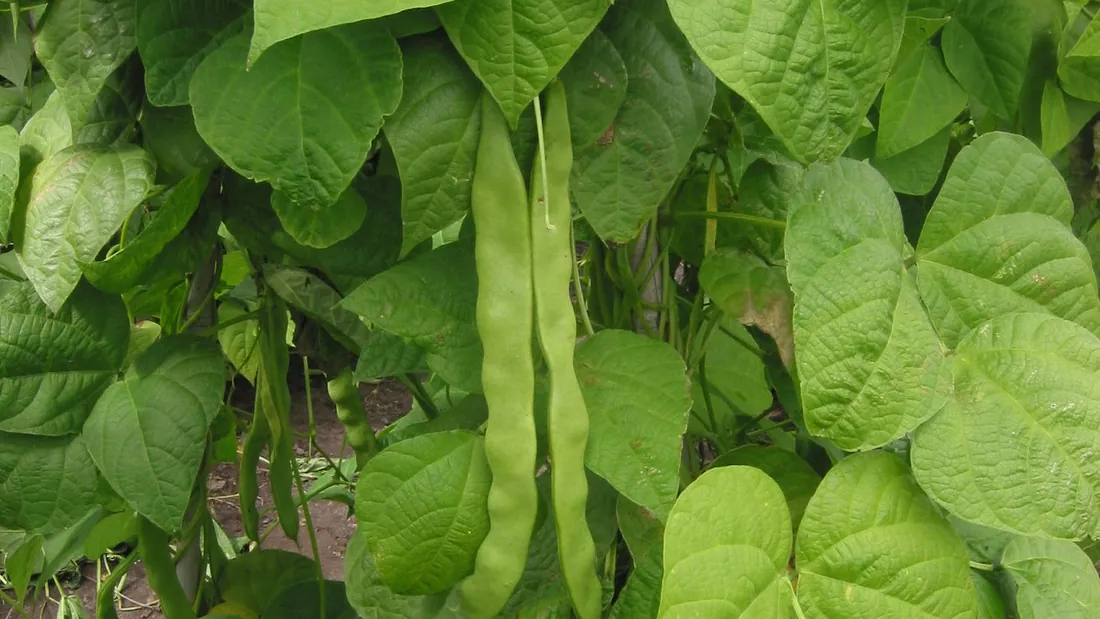 Gousses de haricot vert pendues le long des tiges, entre de larges feuilles en cœur