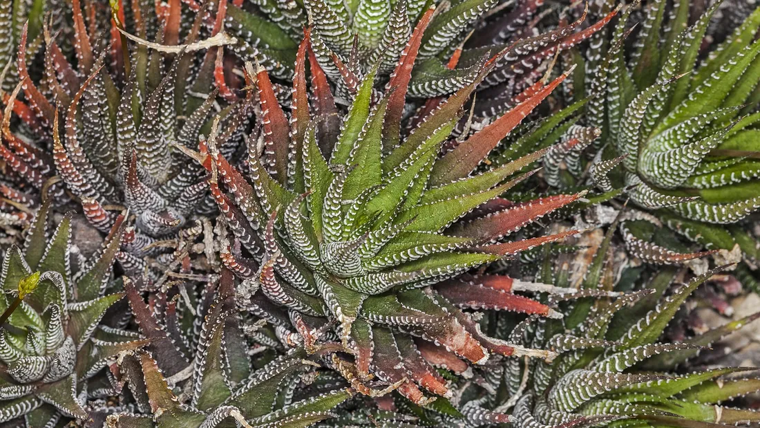 Haworthia rosettes with upright dark green leaves barred with raised rows of white dots