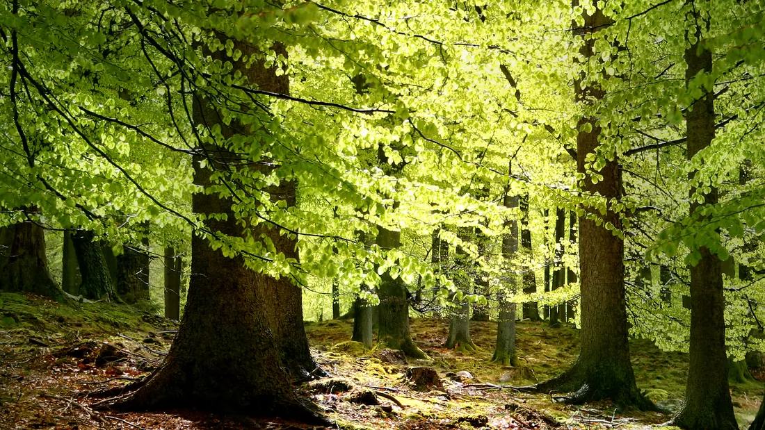 Sous-bois de hêtres aux troncs droits et lisses, sol couvert de feuilles mortes traversé par la lumière
