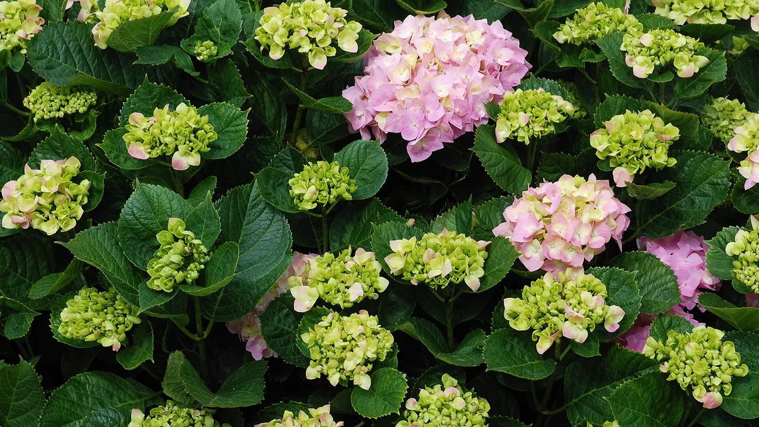Buisson d’hortensia portant plusieurs grosses boules de fleurs roses et vert tendre, au feuillage large