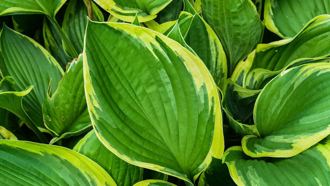 Feuilles de hosta larges et nervurées, vert franc largement bordées de jaune, imbriquées en touffe