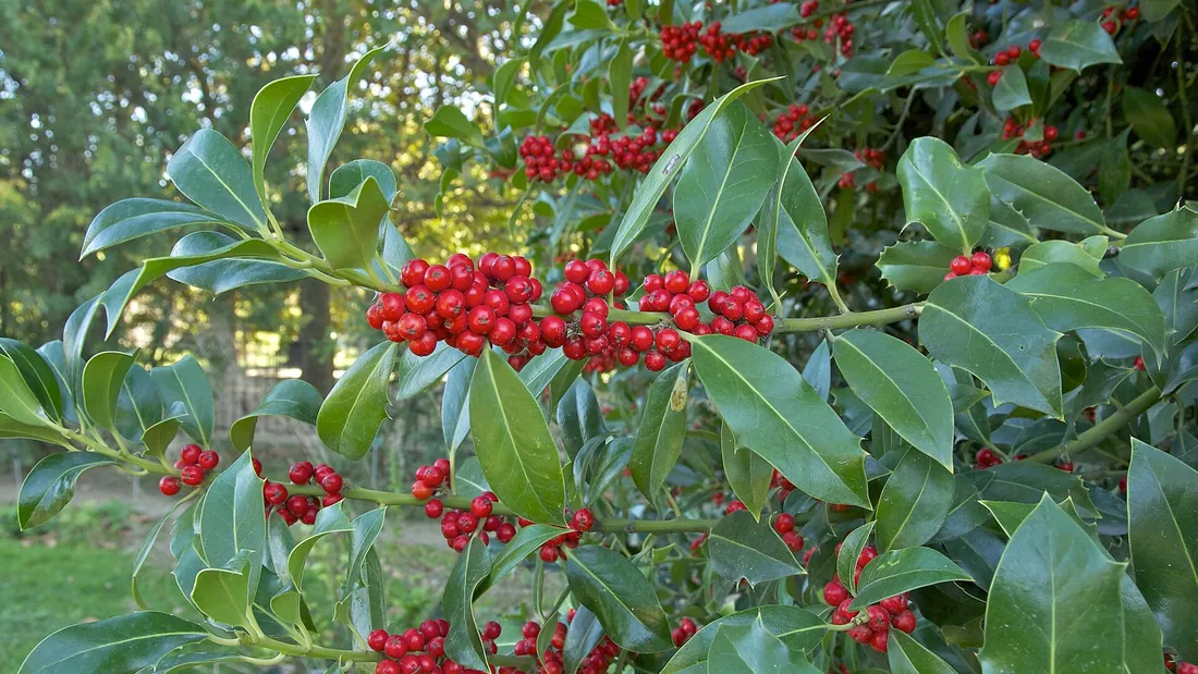 Rameaux de houx aux feuilles vernissées bordées de piquants, chargés de baies rouges