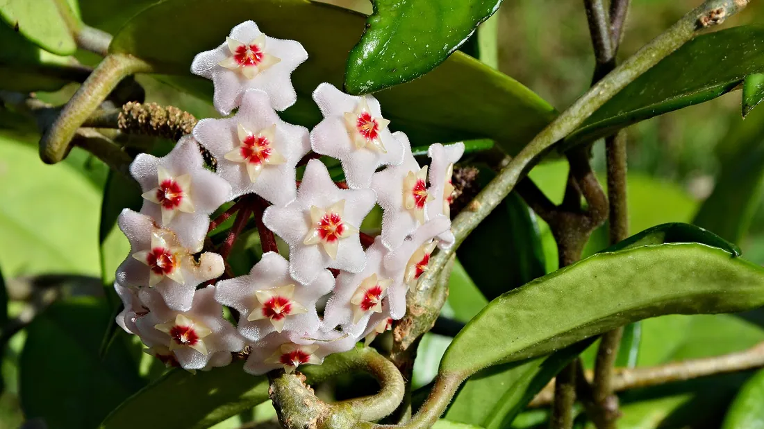Ombelle de hoya aux petites fleurs étoilées blanc rosé à cœur rouge, sur un feuillage épais et luisant