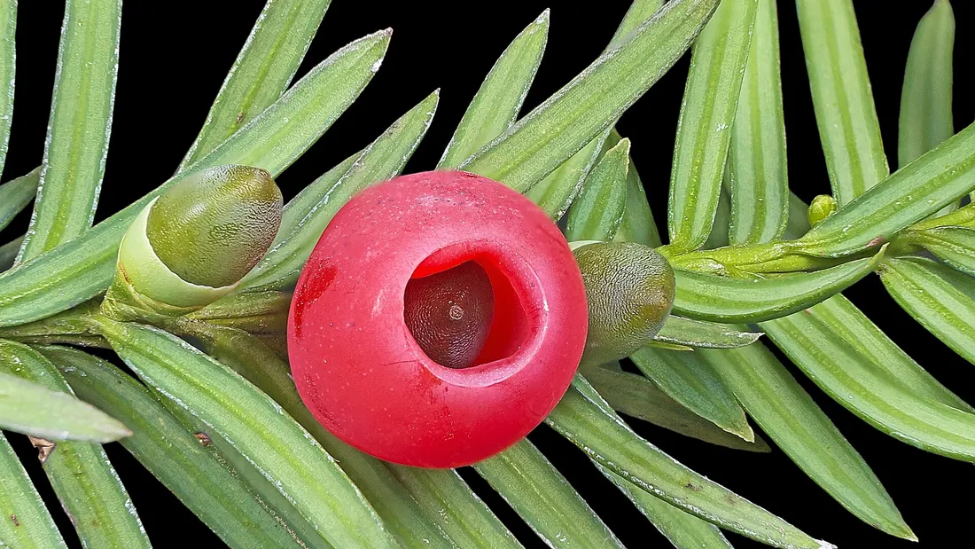 Arille rouge et charnu d’if, ouvert sur sa graine sombre, au milieu des aiguilles plates vert foncé