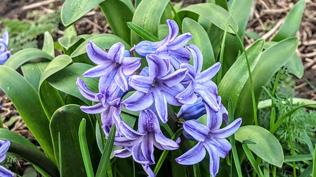 Épis de jacinthes bleu-mauve serrés, dressés au-dessus de feuilles rubanées vert vif