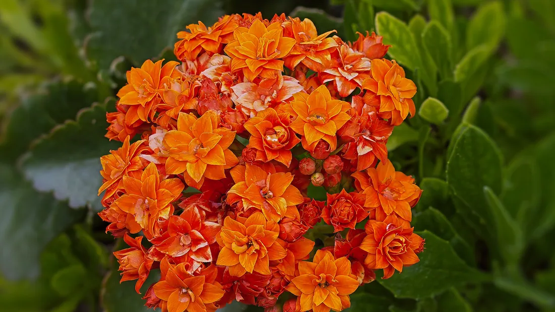 Dolde oranger Kalanchoe-Blüten über dicken dunkelgrünen Blättern mit gezähntem Rand