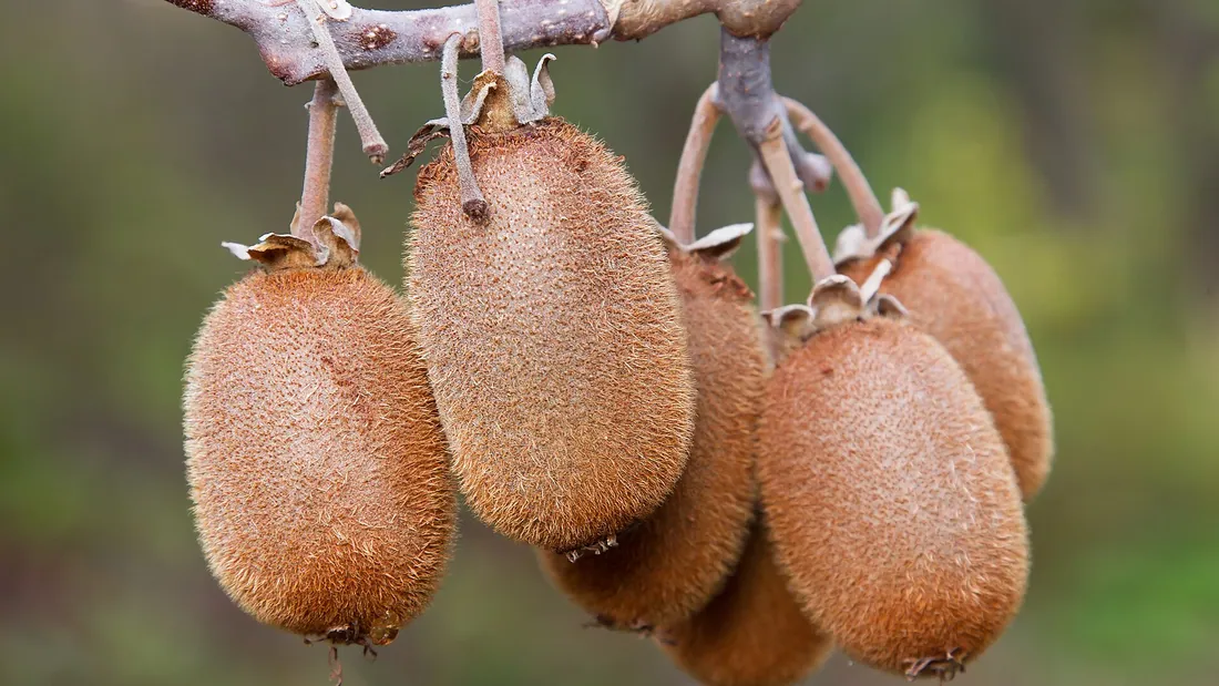 Kiwis bruns et duveteux pendus en grappe à la liane, encore attachés à leurs pédoncules