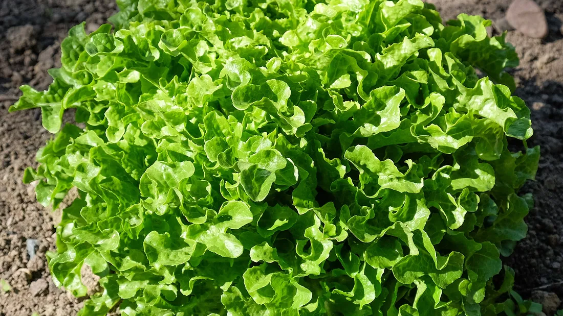 Laitue aux feuilles vert clair frisées et bien étalées, poussant en pleine terre