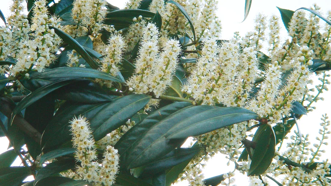 Épis de fleurs blanches de laurier-cerise dressés entre de grandes feuilles épaisses et vernies