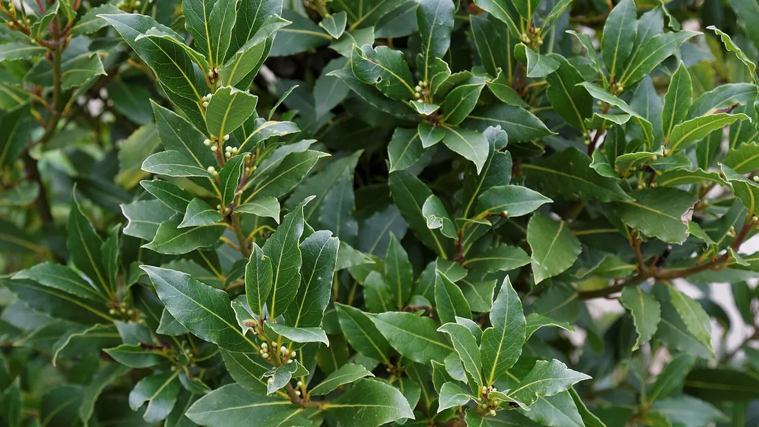 Feuillage dense de laurier-sauce, feuilles allongées vert foncé, épaisses et luisantes