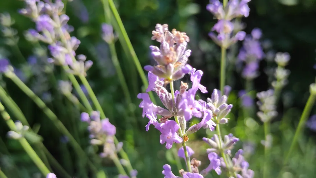 Épis de lavande mauve dressés sur de longues tiges, au-dessus d’un feuillage gris-vert étroit