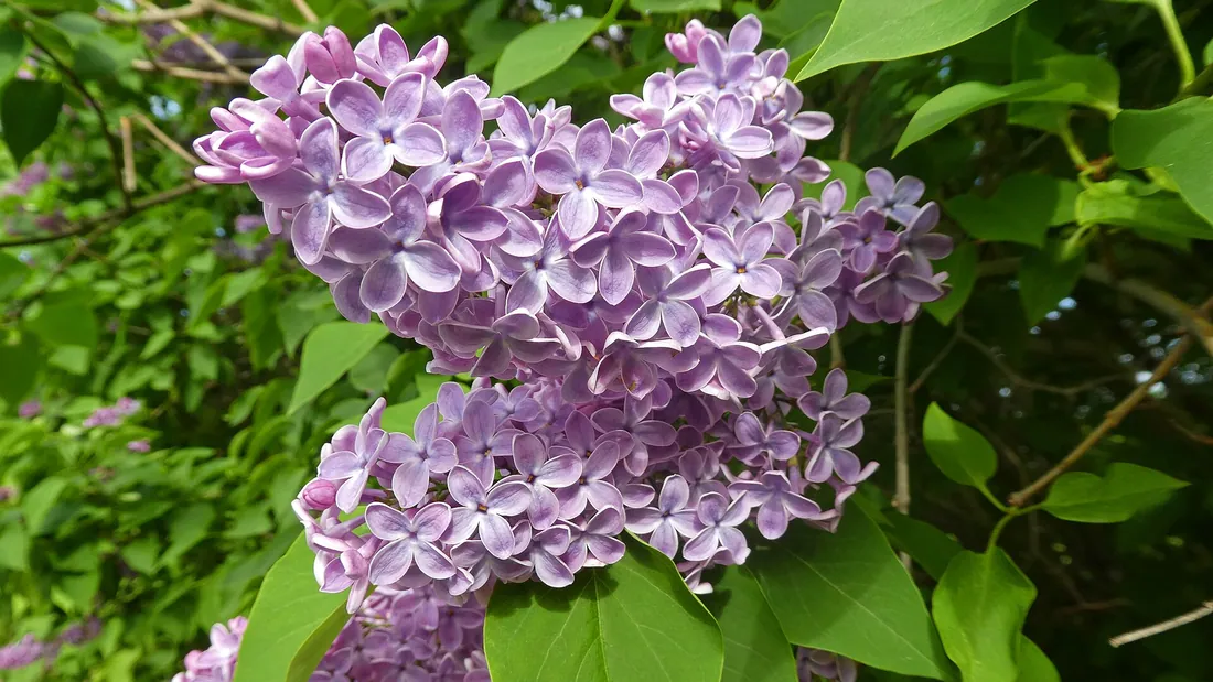 Grosse panicule de lilas mauve épanouie au bout d’un rameau, entourée de feuilles en cœur