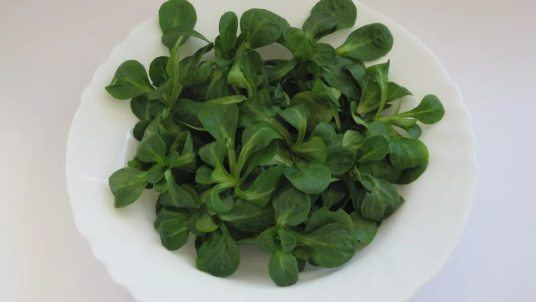 Assiette de rosettes de mâche, petites feuilles vert foncé arrondies en cuillère