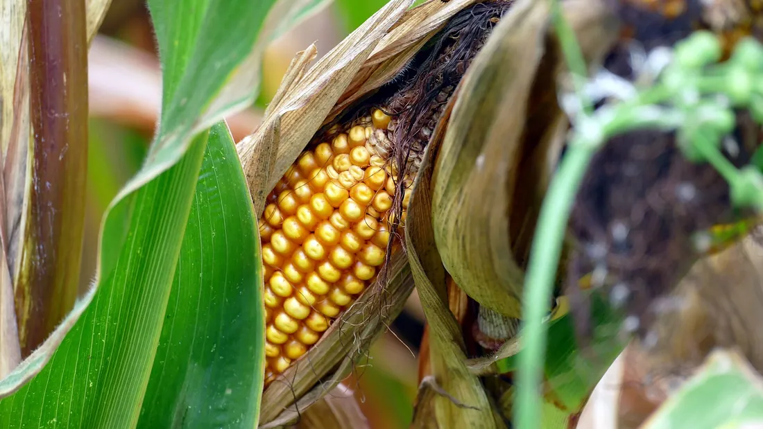 Épi de maïs doux entrouvert sur le pied, grains jaunes serrés apparaissant sous les spathes