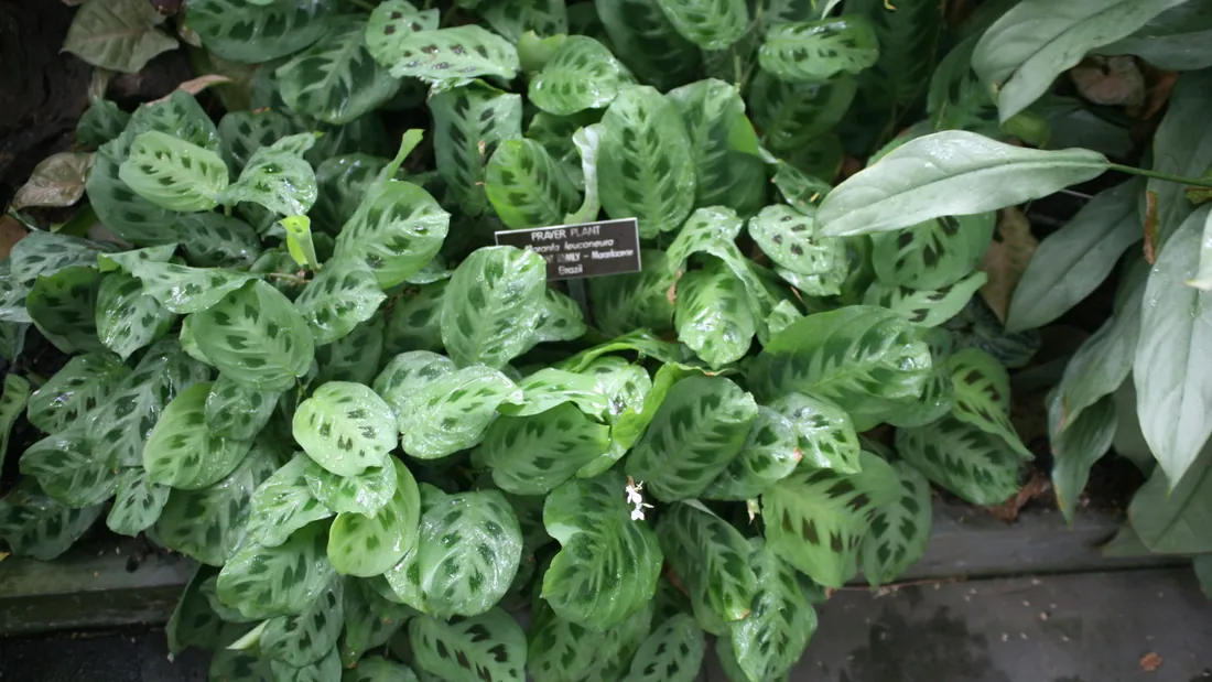 Feuilles de maranta vert clair marquées de larges taches vert foncé de part et d’autre de la nervure