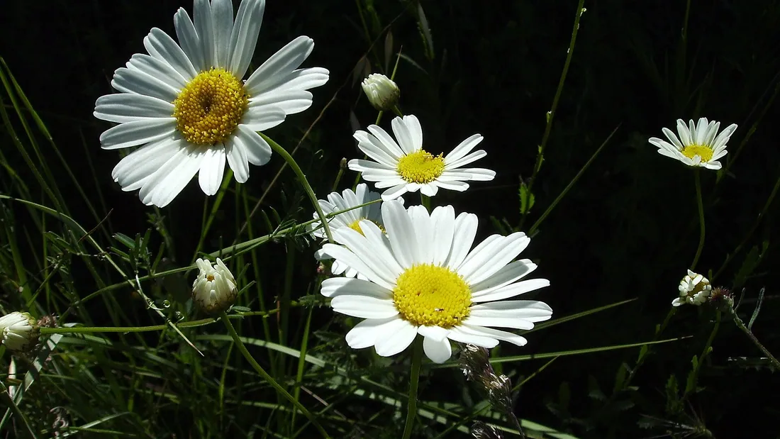 Marguerites blanches à cœur jaune ouvertes sur leurs longues tiges, au milieu de l’herbe