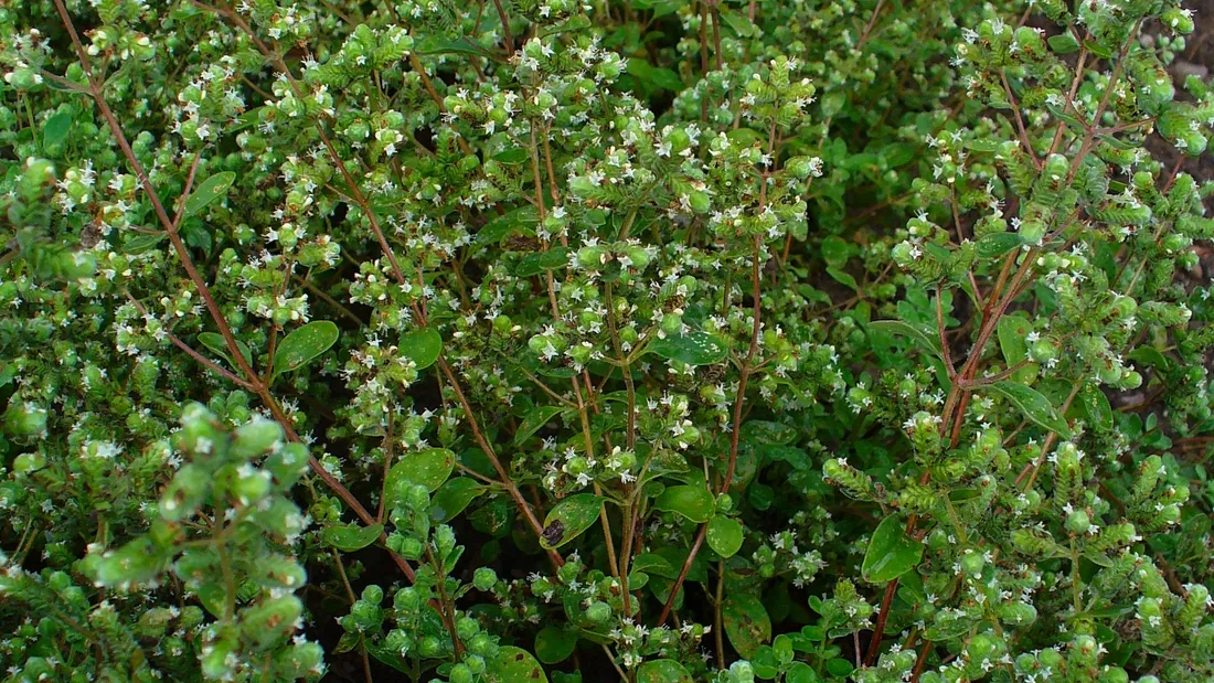 Touffe de marjolaine aux petites feuilles ovales gris-vert, portant de discrets épis fleuris