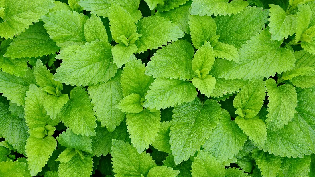 Feuillage dense de mélisse, feuilles en cœur vert vif gaufrées et dentées