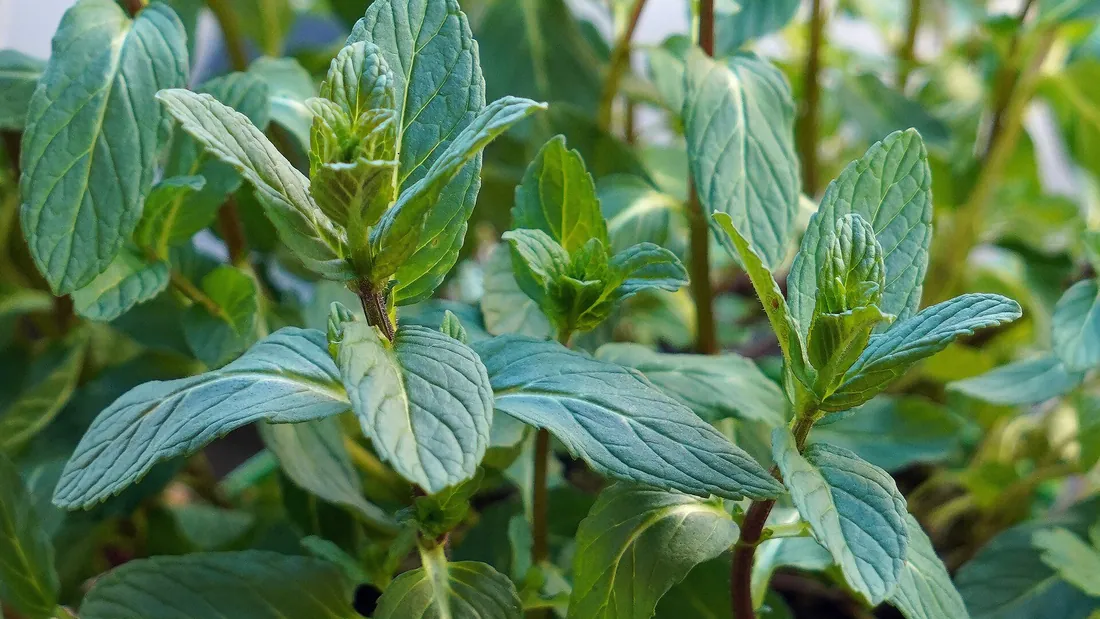 Tiges de menthe aux feuilles allongées vert foncé, gaufrées et dentées sur le pourtour