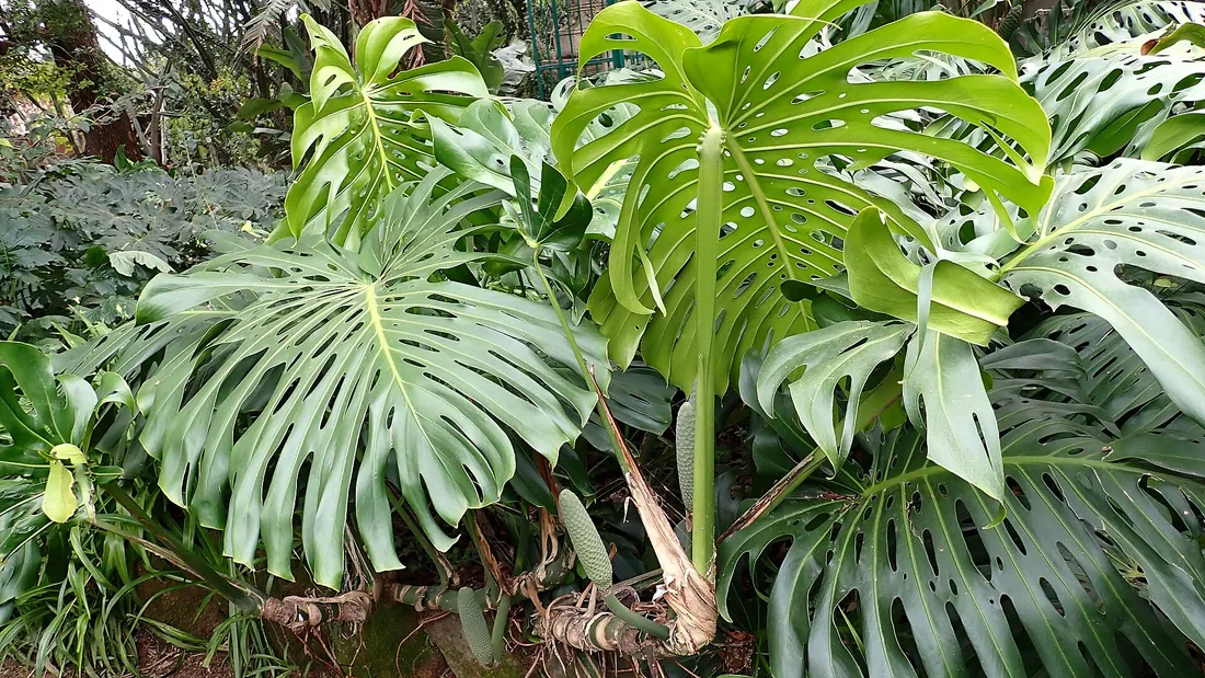 Monstera adulte aux très grandes feuilles vert foncé profondément découpées et perforées