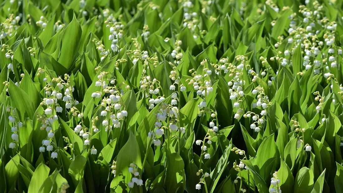 Tapis de muguet, clochettes blanches pendues sous de larges feuilles vert vif dressées