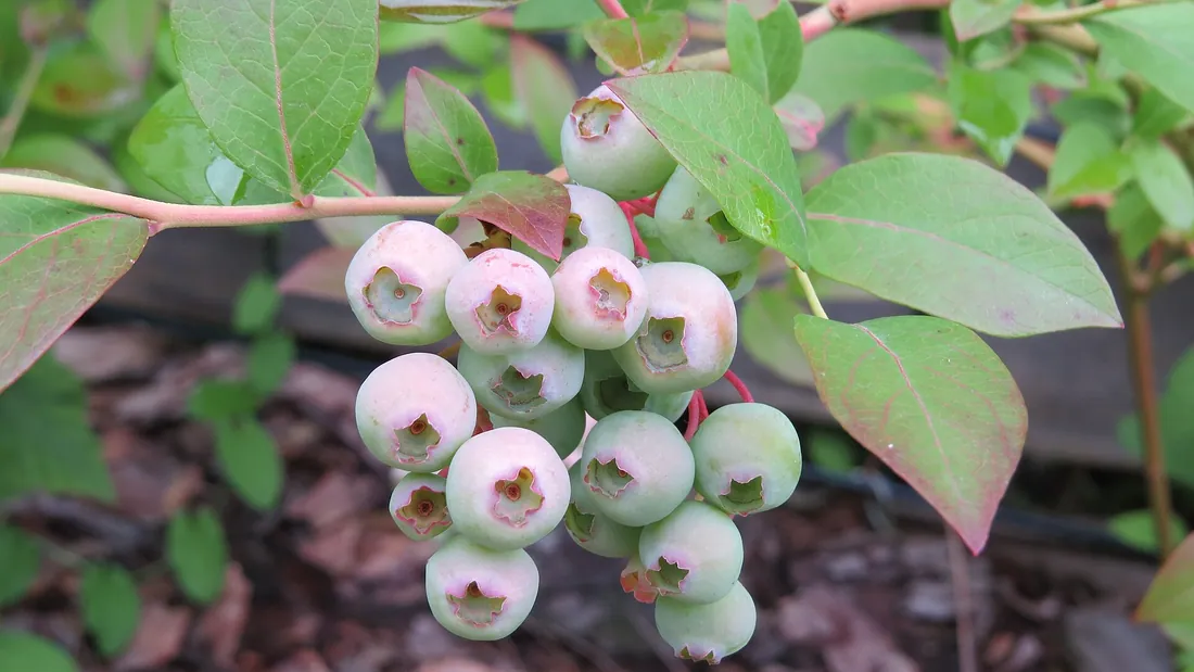 Grappe de myrtilles encore vertes et rosées sur le rameau, entre les feuilles ovales du buisson
