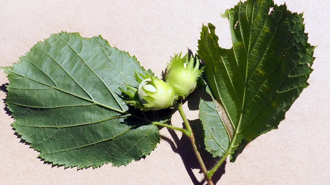 Noisette encore verte dans son involucre découpé, au bout d’un rameau aux grandes feuilles dentées
