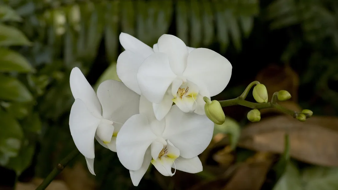 Hampe d’orchidée phalaenopsis portant plusieurs fleurs blanches ouvertes et des boutons