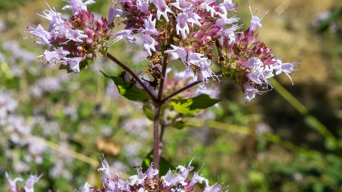 Touffe d’origan fleurie, petits bouquets de fleurs rose mauve au-dessus d’un feuillage vert