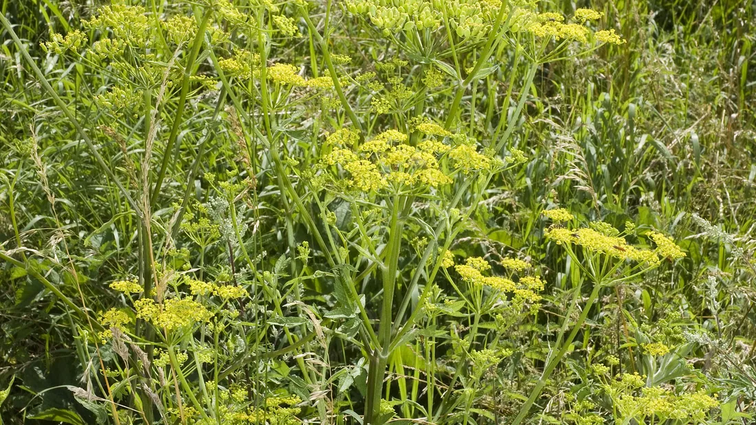 Pieds de panais montés en fleur dans un jardin, hautes ombelles jaunes au-dessus d’un feuillage découpé
