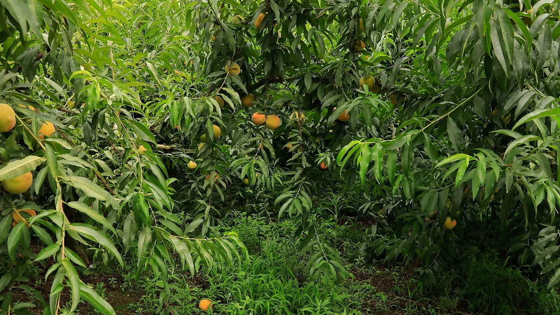 Pêchers en verger portant leurs fruits, branches souples garnies de longues feuilles étroites