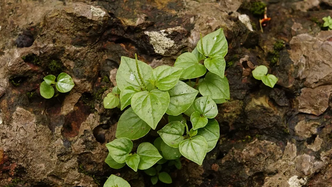 Colonie de péperomias aux petites feuilles en cœur vert vif et luisantes, sur une roche