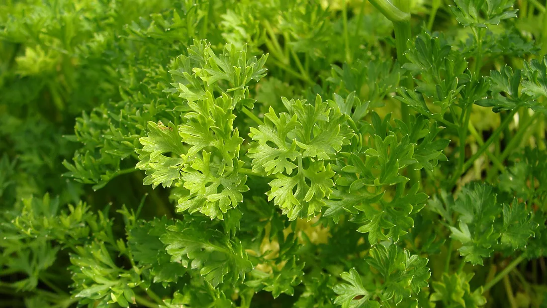 Touffe de persil frisé, feuilles vert vif très découpées et frisées sur les bords