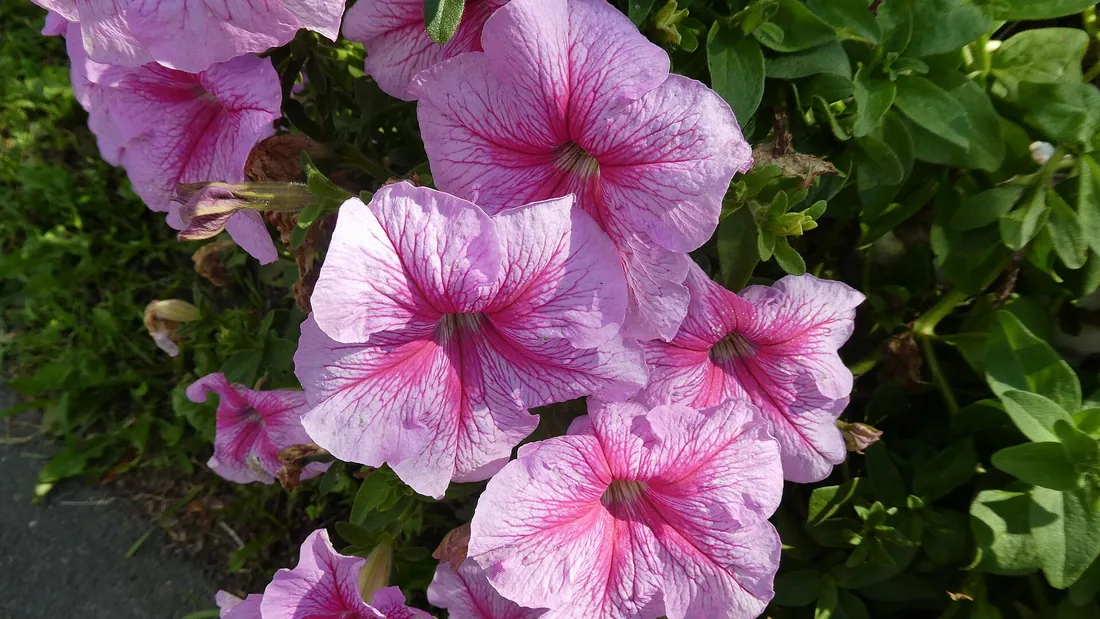 Massif de pétunias roses aux corolles évasées, largement ouvertes au-dessus du feuillage