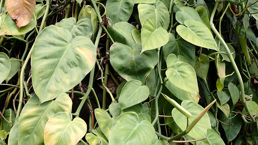 Rideau de philodendron grimpant, feuilles en cœur vert foncé retombant les unes sur les autres