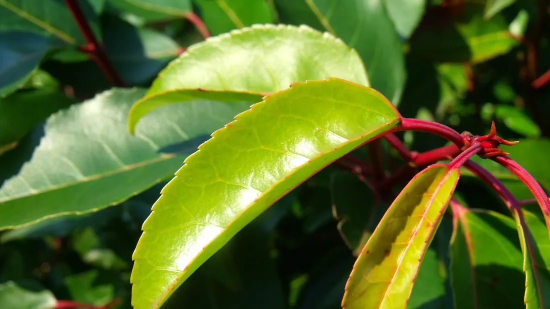 Jeunes pousses de photinia rouge vif au bout des rameaux, tranchant sur le feuillage vert luisant