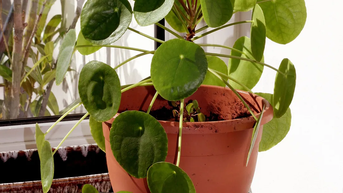 Pilea en pot devant une fenêtre, feuilles rondes vert vif portées par de longues tiges dressées