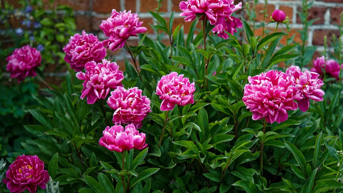 Touffe de pivoines aux lourdes fleurs roses doubles, au-dessus d’un feuillage vert découpé