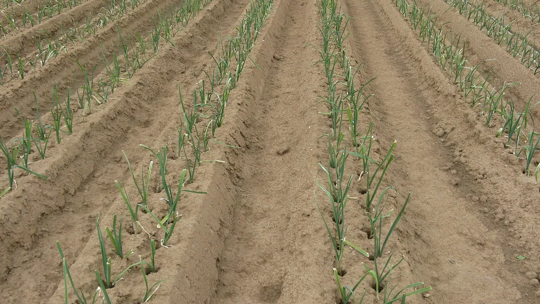 Rangées de jeunes poireaux plantés en double ligne, fûts blancs sortant d’une terre butée