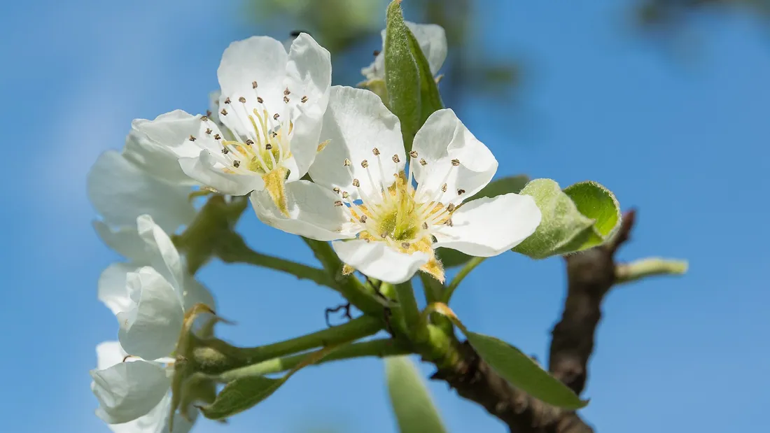 Büschel weißer Birnenblüten am Zweig, rote Staubbeutel deutlich sichtbar