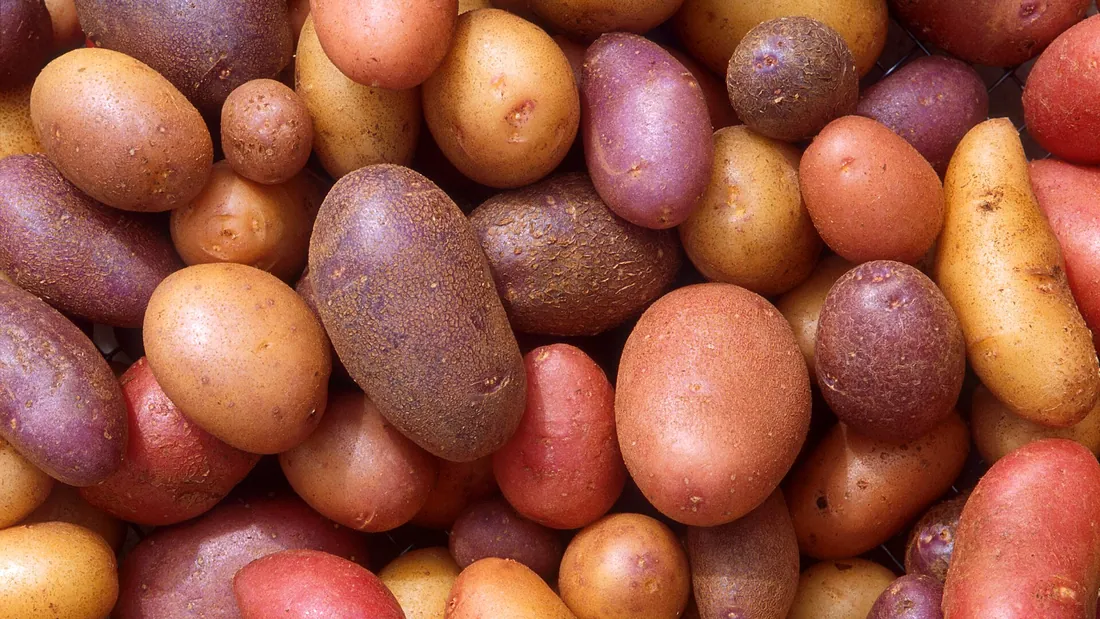 Tas de pommes de terre de plusieurs variétés, peaux rouges, roses et jaunes mêlées