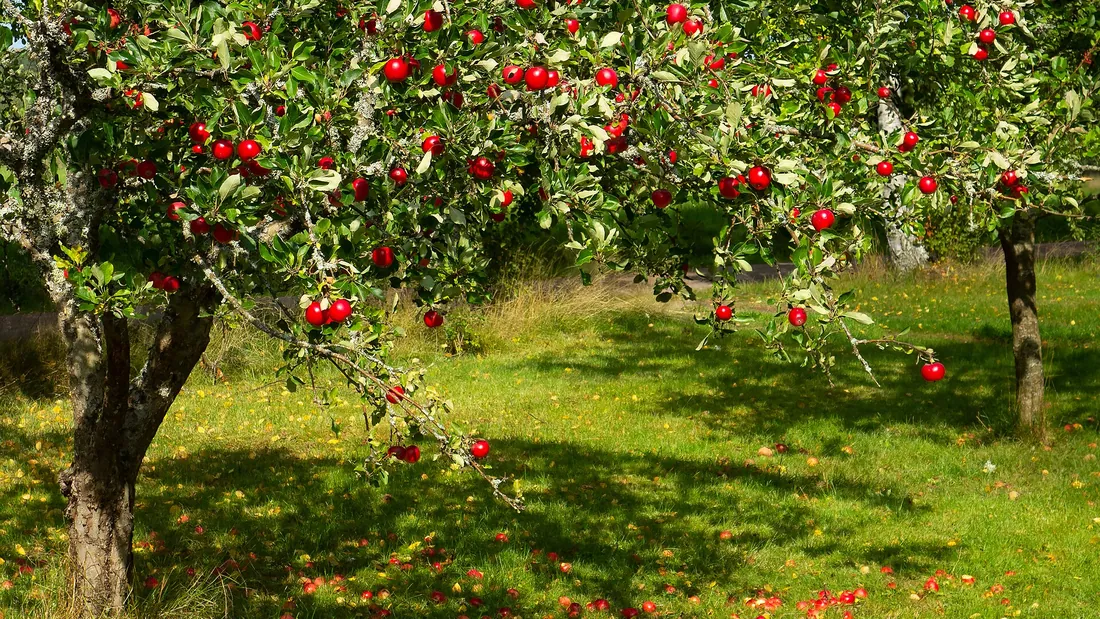 Pommier chargé de pommes rouges, quelques fruits tombés dans l’herbe au pied de l’arbre
