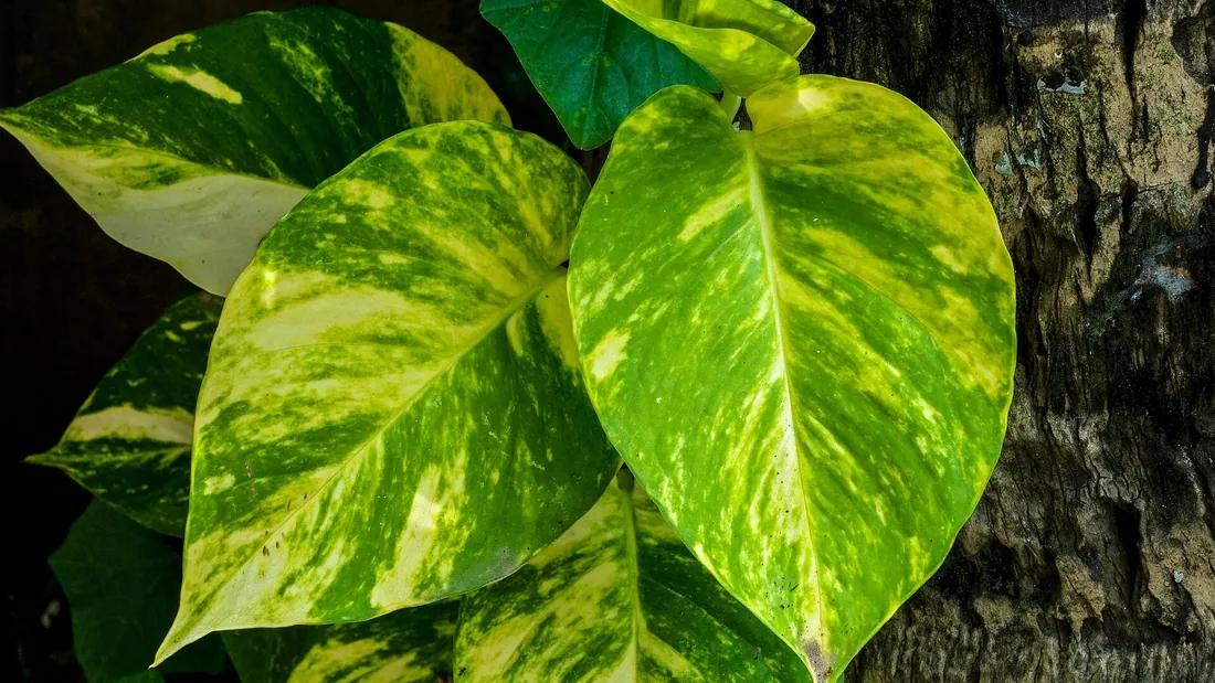 Feuilles de pothos en cœur, vert vif largement panachées de jaune, grimpant le long d’un tronc