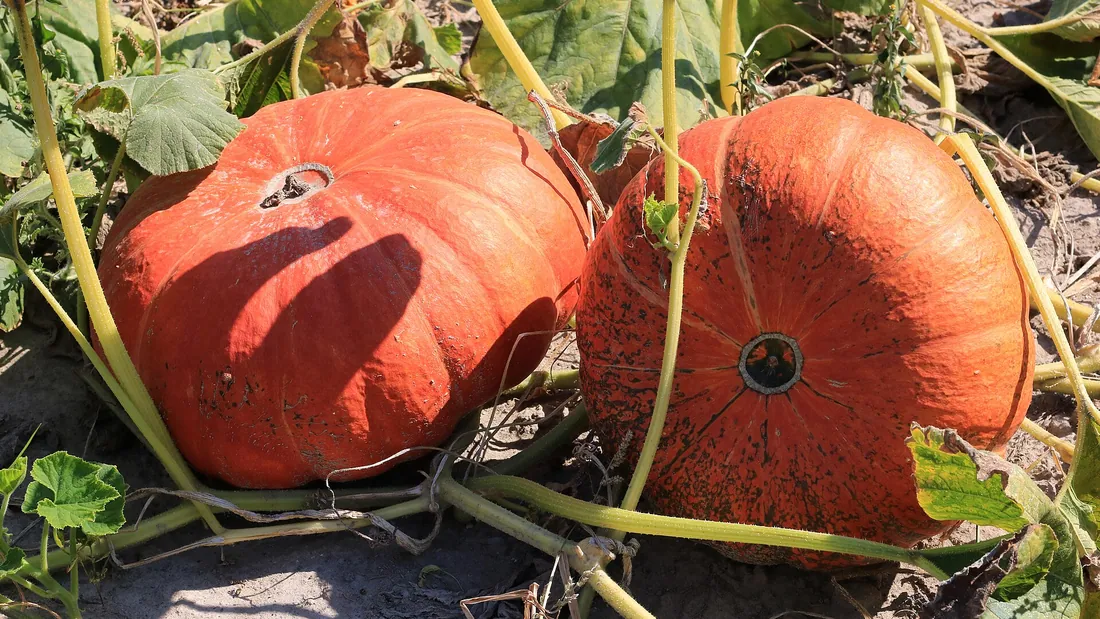 Deux gros potirons orange posés au sol au bout de leurs tiges, entre les feuilles du plant