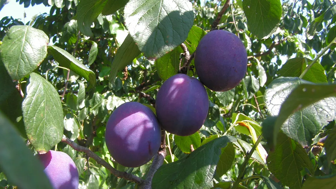 Prunes violettes couvertes de pruine, groupées sur le rameau entre les feuilles