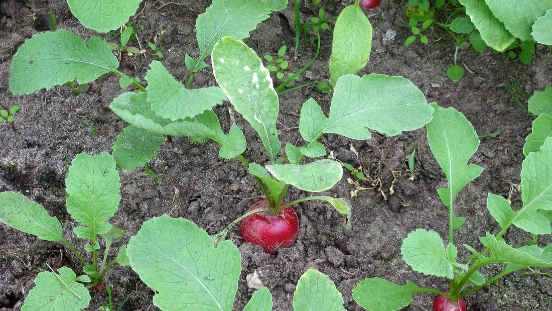 Rangée de radis en terre, racines rouges et rondes affleurant sous des feuilles vert vif