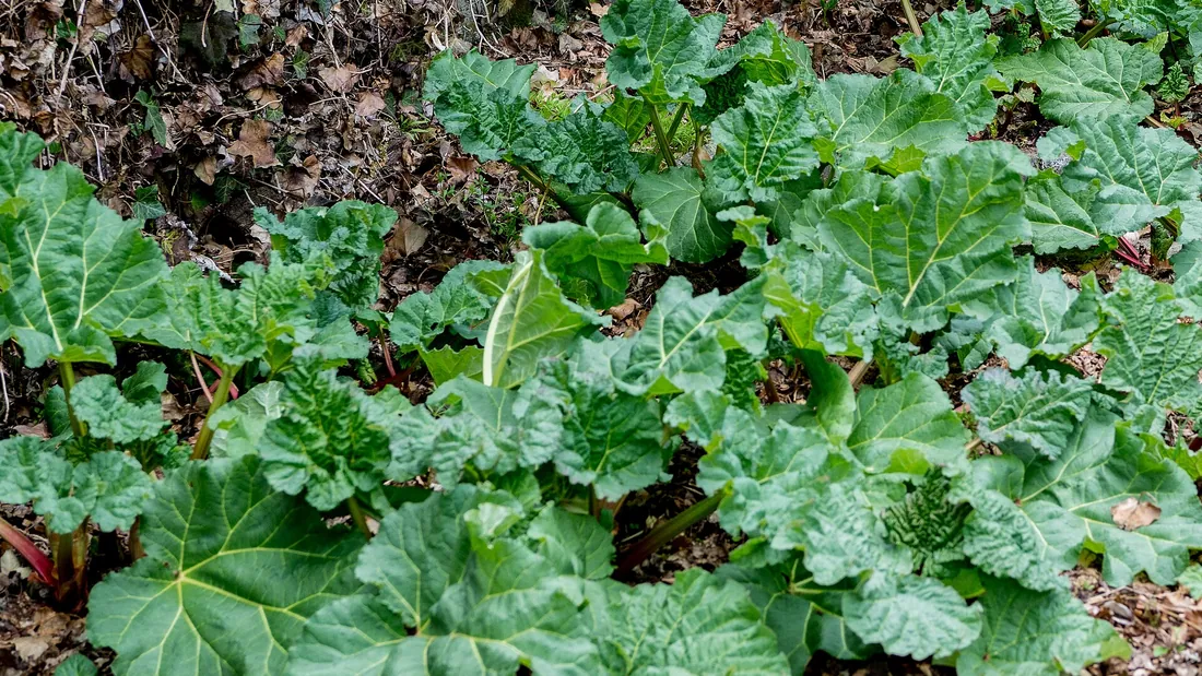 Pied de rhubarbe aux très grandes feuilles gaufrées, portées par d’épais pétioles rougis